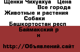 Щенки Чихуахуа › Цена ­ 12000-15000 - Все города Животные и растения » Собаки   . Башкортостан респ.,Баймакский р-н